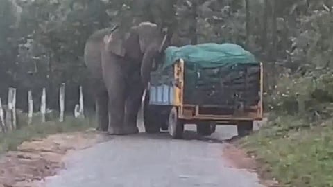 മൂന്നാറിൽ വാഹനം തടഞ്ഞ് പടയപ്പ; ഡ്രൈവർ ഇറങ്ങിയോടി