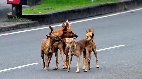 supreme court on street dog menace