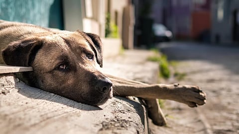 cut off dog's private part 23 year old migrant labour arrest