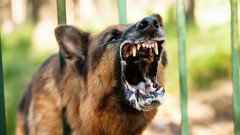 five-month-old-injured-in-stray-dog-attack-in-malappuram