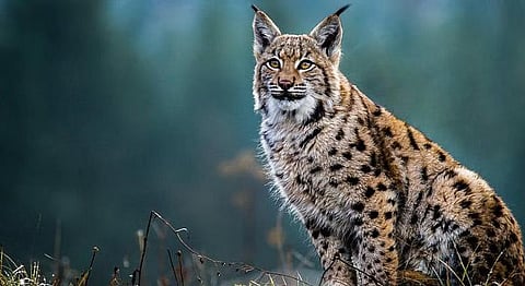 wild cat