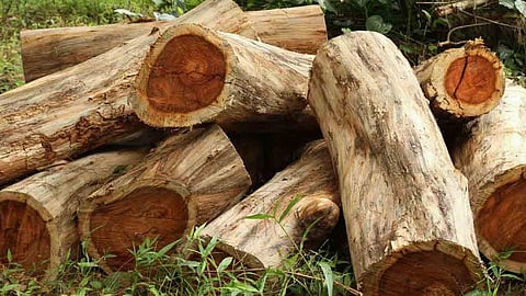 Investigation team takes stock of trees in Muttil tree case 