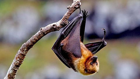 bat - symbolic image