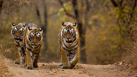 mask to resist tiger attack