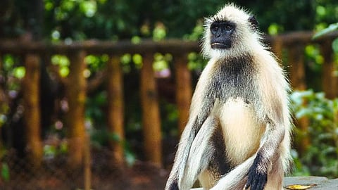 Holiday for thiruvananthapuram zoo on tuesday