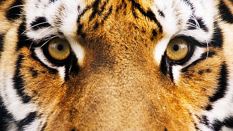 Tiger - Representative image