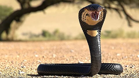 up man gets bitten by snake every saturday