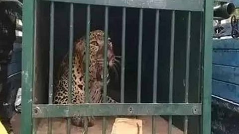 തിരുമലയിൽ കുടുങ്ങിയ പുലി