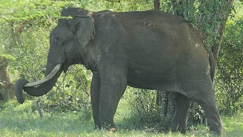 Wild Elephant 