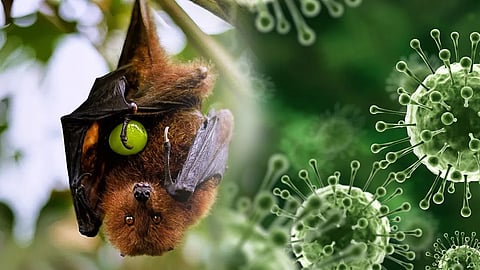 palakkad nipah contact list all samples negative