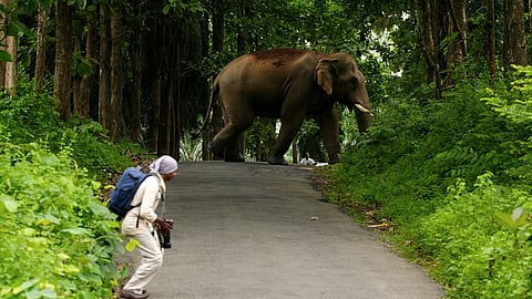 human-wild animal conflict