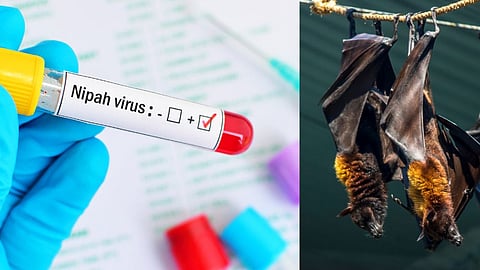 fresh nipah positive case reported at malappuram