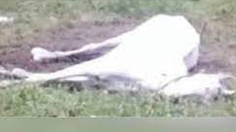 പേവിഷബാധയെ തുടർന്ന് കടപ്പുറത്ത് അവശനിലയിൽ കിടക്കുന്ന കുതിര