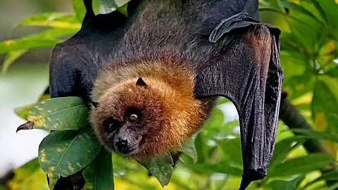 nipah alert bat dies at palakkad mannarkkad 