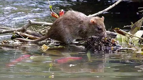 ആലപ്പുഴയിൽ എലിപ്പനി; 3 മരണം, ജാഗ്രത