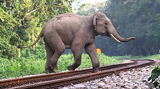 An elephant on a railway track.