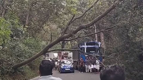 താമരശേരി ചുരത്തിൽ റോഡിലേക്ക് വീണ മരം
