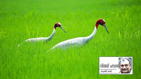 ഉ​ത്ത​ര്‍പ്ര​ദേ​ശി​ലെ നോ​യി​ഡ​യി​ലെ പാ​ട​ത്ത് സാ​ര​സ് പ​ക്ഷി​ക​ള്‍.
 ഫോ​ട്ടോ: അ​ജി​ത്ത് ജി. ​മ​ണി​യ​ന്‍