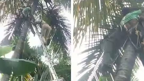 man stuck on coconut tree