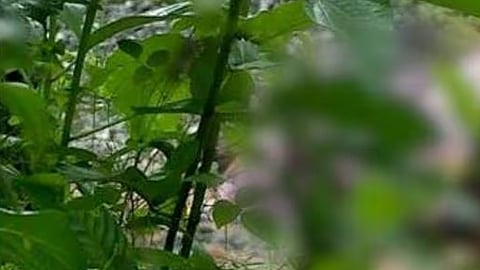 റോഡരികിൽ കത്തിക്കരിഞ്ഞ നിലയിൽ മൃതദേഹം