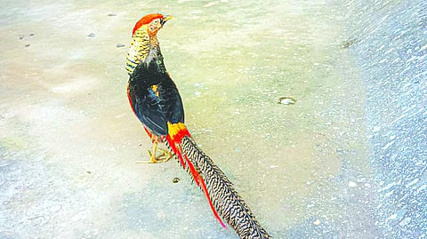 Golden pheasant at Puthur, Thrissur