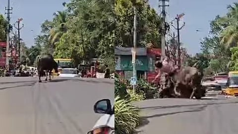 അങ്കമാലിയിൽ പോത്തിന്‍റെ ആക്രമണത്തിൽ ആറ് പേർക്ക് പരുക്ക്