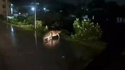 crocodile 