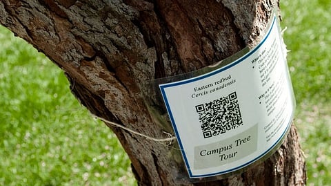 QR code for tree details