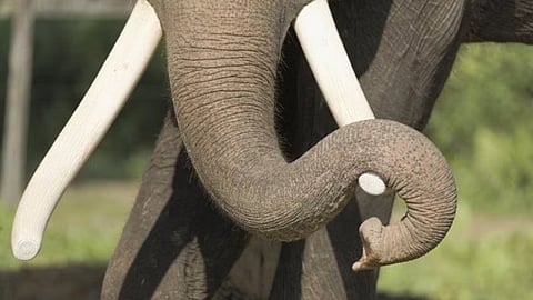 women died in an elephant attack in wayanad