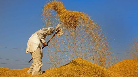 നെല്ല് - Representative Image