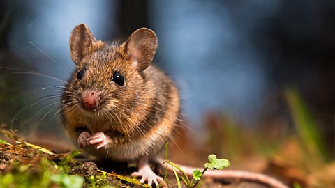 student bites and kills mouse after getting attacked in china