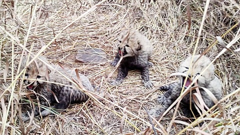 ‘ആ​ശ’​യ്ക്ക് മൂ​ന്നു കു​ഞ്ഞു​ങ്ങ​ൾ; 
പ്ര​തീ​ക്ഷ​യേ​കി ചീ​റ്റ പു​ന​ര​ധി​വാ​സം