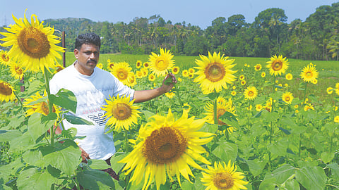 ജിജോ അബ്രഹാം സൂര്യകാന്തി കൃഷിചെയ്ത പാടത്ത്.