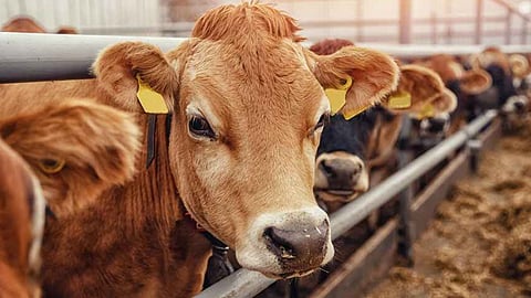 Cow, calf died after eating  leaves of the Arali in Pathanamthitta