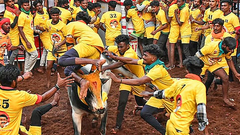 jallikkattu