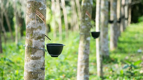 rubber subsidy increased to 180 rs