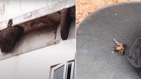 തിരുവനന്തപുരത്ത് പെരുന്തേനീച്ചയുടെ കുത്തേറ്റ് ആറുപേർക്ക് പരുക്ക്