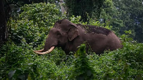 മസിനഗുഡിയില്‍ കാട്ടാന ആക്രമണത്തിൽ രണ്ടുപേര്‍ കൊല്ലപ്പെട്ടു