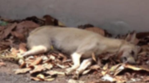 കോതമംഗലത്ത് പന്ത്രണ്ട് പേരെ കടിച്ച  നായക്ക് പേവിഷബാധയുണ്ടായിരുന്നതായി സ്ഥിരീകരണം
