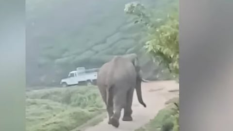മൂന്നാറിൽ ഭീതി പടർത്തി കട്ടക്കൊമ്പൻ 