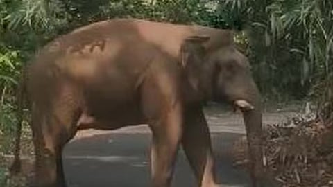 അതിരപ്പിള്ളിയിലിറങ്ങിയ കാട്ടാന