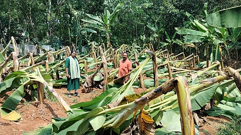 പിണ്ടിമന പള്ളിക്കാമലിൽ ശശി പി.വി.  എന്ന കർഷകന്‍റെ കുലച്ചതും, കുലക്കാത്തതുമായ 400ൽ പരം വാഴകൾ കാറ്റിൽ നശിച്ചപ്പോൾ