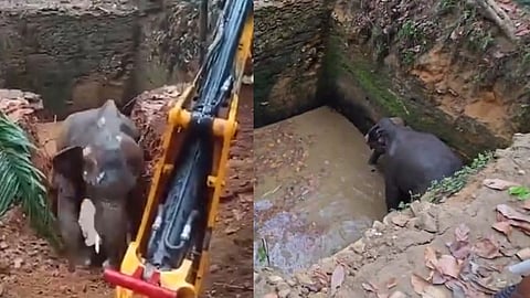 ആനയെ കയറ്റിവിട്ടു, ഉദ്യോഗസ്ഥര്‍ വഞ്ചിച്ചു; കോട്ടപ്പടിയിൽ പ്രതിഷേധം