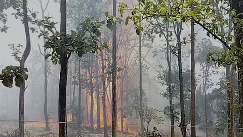 wayanad forest fire