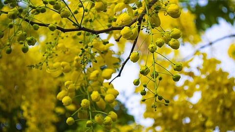 vishu special story