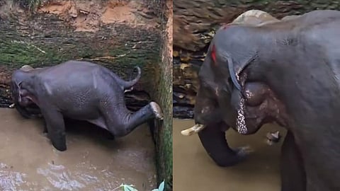 wild elephant fell into the well in Kothamangalam will be tranquilized