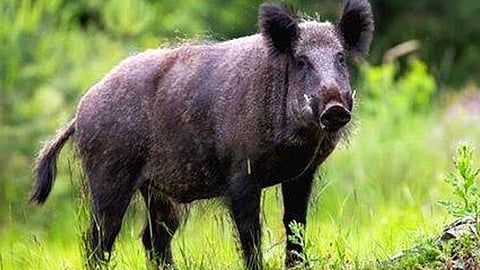 one injured in wild boar attack in thiruvananthapuram