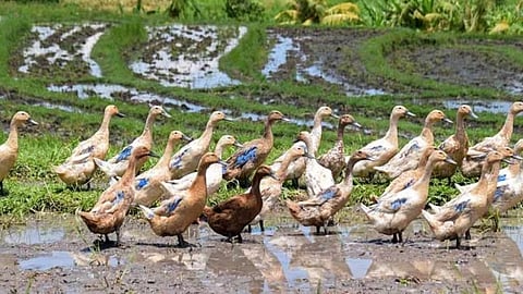 bird flu again reported at alappuzha and pathanamthitta