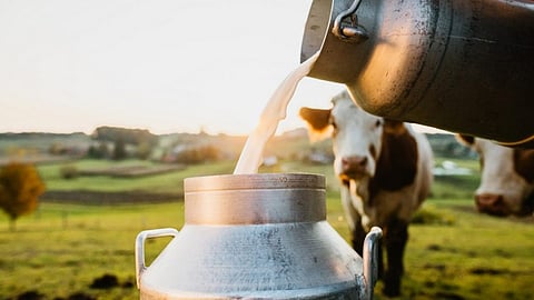 milk production decreased kerala due to hot weather