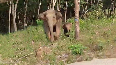 kannur deputy ranger aralam wildlife sanctuary